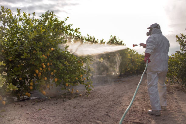Best Wasp Removal Services  in Brainerd, MN