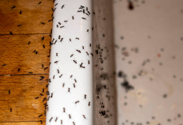 Best Wasp Removal Services  in Brainerd, MN
